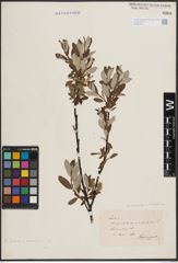 Foto von Salix foetida Schleich. ex DC. x Salix helvetica Vill.